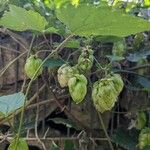 Humulus lupulusപുഷ്പം