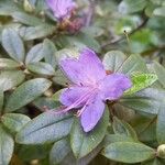 Rhododendron augustinii Lorea