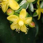 Hypericum androsaemumFlower