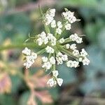 Aethusa cynapium Flower