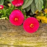 Bellis rotundifolia Flower