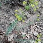 Euphorbia biumbellata പുഷ്പം