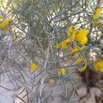 Senna artemisioides Blatt