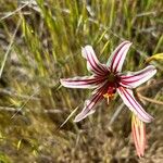 Olsynium biflorum Flower