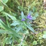 Polygala vulgarisFlower