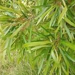 Acacia spirorbis Blad