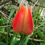 Tulipa agenensis Žiedas