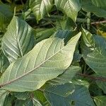 Frangula alnus Blatt