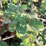 Clinopodium nepeta Folha