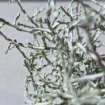 Leucophyta browniiΦύλλο