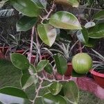 Chrysophyllum cainito Hoja