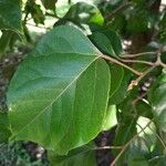 Croton guatemalensis Leaf