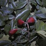 Ormosia costulata Tunda