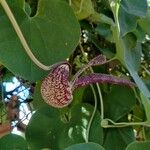 Aristolochia ringens 葉