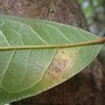 Pachylobus ledermannii Leaf