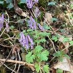 Corydalis solidaപുഷ്പം