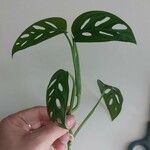 Monstera adansonii Blad