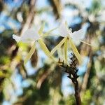 Epidendrum nocturnum Blomst