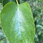 Alnus cordata পাতা