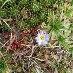 Gentiana sedifolia Flor