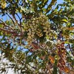 Boswellia sacra Fruit