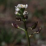 Teesdalia coronopifolia Flor
