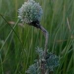 Artemisia frigida 花