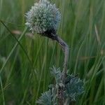 Artemisia frigida Flower