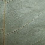 Capparidastrum frondosum Muu