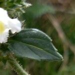 Galeopsis segetum Leaf