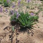 Matthiola sinuata 整株植物