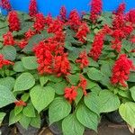 Salvia splendens പുഷ്പം