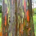Eucalyptus deglupta 樹皮