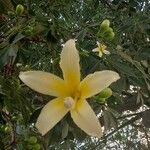 Ceiba insignis Flor