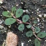 Euphorbia maculata Blatt