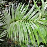 Ceratozamia robusta 葉