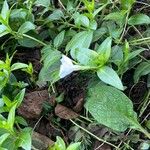 Vinca difformis Leaf