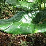 Philodendron giganteum Leaf