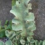 Verbascum sinuatum Leaf