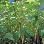 Koenigia polystachya পাতা