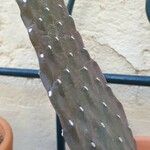 Opuntia dillenii Leaf