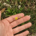 Hypochaeris microcephala Çiçek