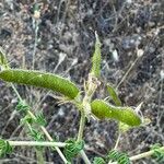 Adenocarpus telonensis 果実