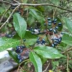 Cornus amomum Frucht