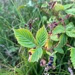 Rubus bertramii Blad