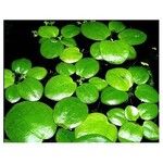 Hydrocharis laevigata Blatt