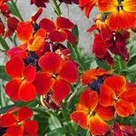 Erysimum × cheiriÇiçek