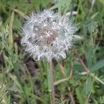 Taraxacum officinale果實