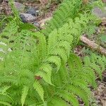 Thelypteris noveboracensis Blad