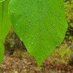 Tilia americana Лист